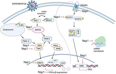 <mark class="highlighted">Coronavirus</mark> Nsp1: Immune Response Suppression and Protein Expression Inhibition